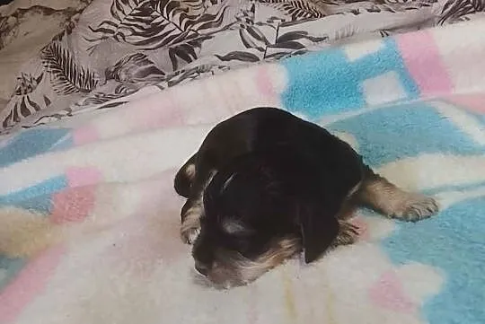 Cocker Spaniel Angielski Suczka, Wielkopolskie, Jutrosin