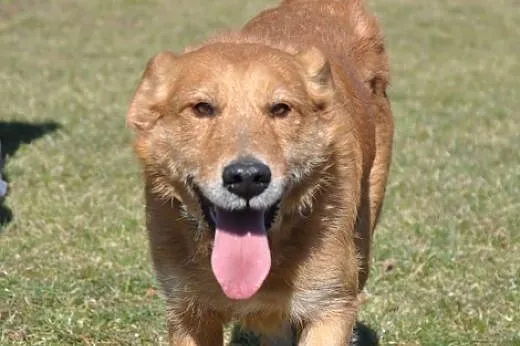 Mądry, zrównoważony, szorstkowłosy Rubin - przygarnij!,  dolnośląskie Wrocław