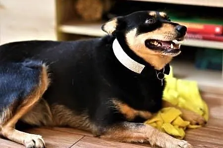 ZOJA - kochana, pro ludzka, wesoła sunia; do adopcji,  małopolskie Kraków, Małopolskie, Kraków