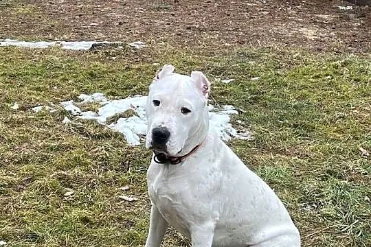Młody Dog Argentyński