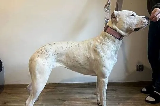 Młody Dog Argentyński, Śląskie, Żarki-Letnisko
