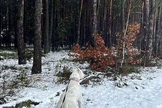 Młody Dog Argentyński, Śląskie, Żarki-Letnisko