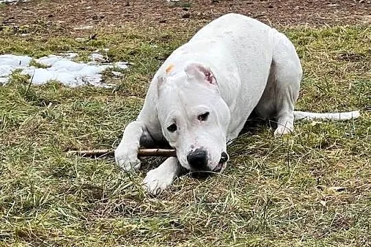 Młody Dog Argentyński, Śląskie, Żarki-Letnisko