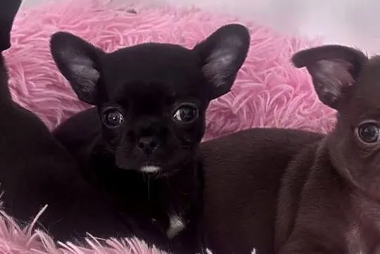 Chihuahua Xs