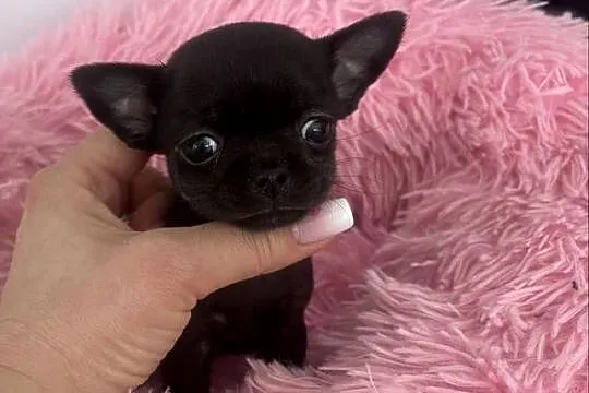 Chihuahua Xs, Pomorskie, Gdańsk