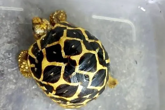 Żółw gwiaździsty lądowy Geochelone elegans