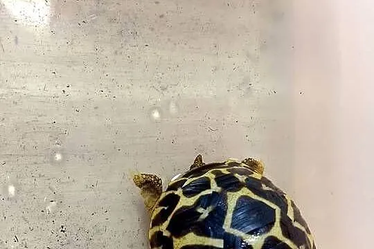 Żółw gwiaździsty lądowy Geochelone elegans, Śląskie, Bielsko-Biała