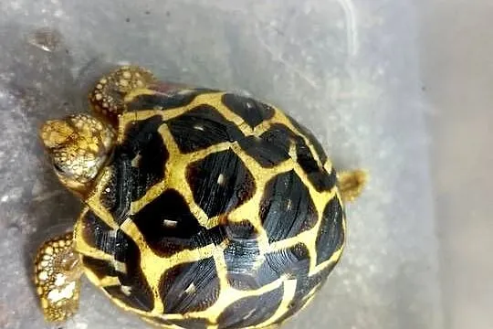 Żółw gwiaździsty lądowy Geochelone elegans, Śląskie, Bielsko-Biała