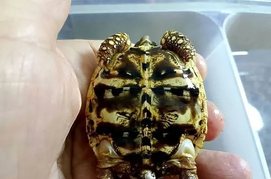Żółw gwiaździsty lądowy Geochelone elegans, Śląskie, Bielsko-Biała