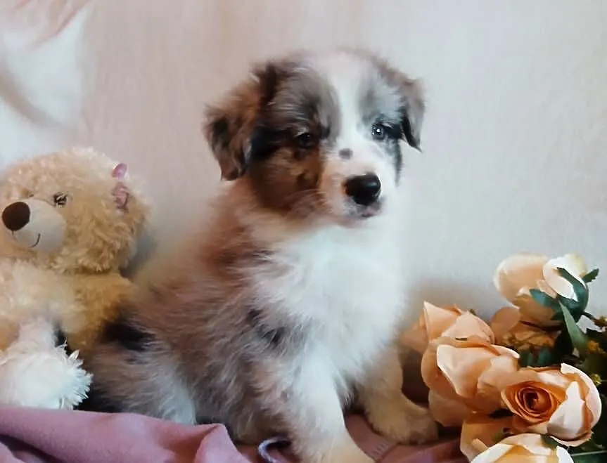 Border collie blue merle, Kujawsko-pomorskie, Grudziądz