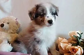 Border collie blue merle