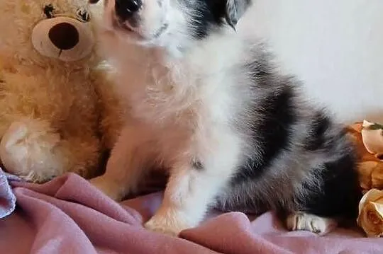 Border collie blue merle, Kujawsko-pomorskie, Grudziądz