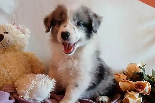 Border collie blue merle, Kujawsko-pomorskie, Grudziądz