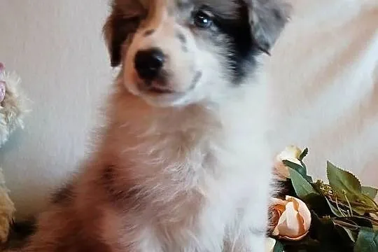 Border collie blue merle, Kujawsko-pomorskie, Grudziądz