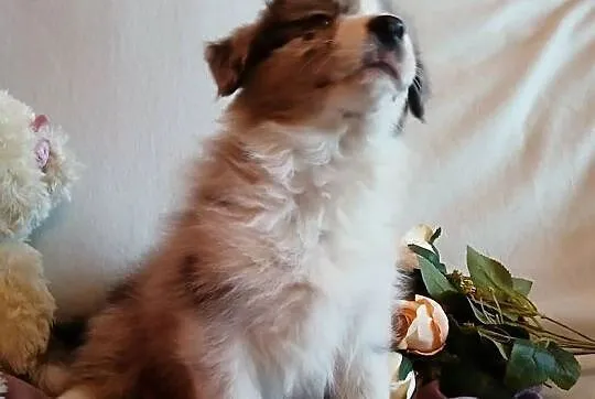 Border collie blue merle, Kujawsko-pomorskie, Grudziądz