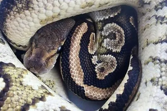Pyton królewski python regius samica