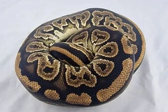 Pyton królewski python regius samica, Dolnośląskie, Wrocław