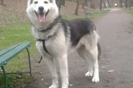 Aszar - Alaskan Malamut - pies dla aktywnych,  maz