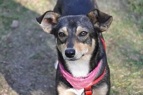 Malutka suczka, 6 kg, 1 rok, adopcja.,  świętokrzyskie Kielce