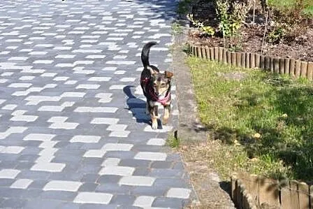 Malutka suczka, 6 kg, 1 rok, adopcja.,  świętokrzy
