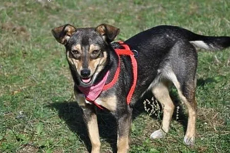 Malutka suczka, 6 kg, 1 rok, adopcja.,  świętokrzy
