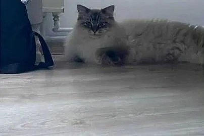 Piękny kocurek Ragdoll.