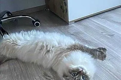 Piękny kocurek Ragdoll., Pomorskie, Czarna Woda