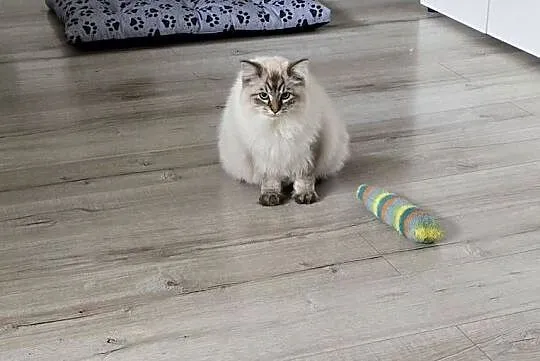Piękny kocurek Ragdoll., Pomorskie, Czarna Woda