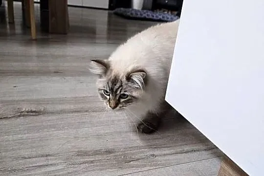 Piękny kocurek Ragdoll., Pomorskie, Czarna Woda