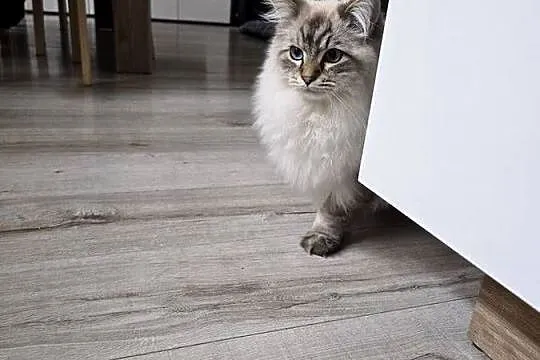 Piękny kocurek Ragdoll., Pomorskie, Czarna Woda