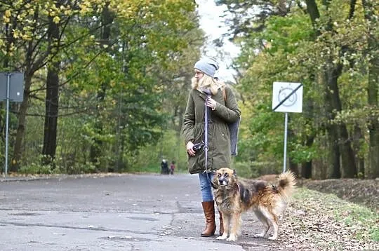 Hugo - nakolankowy owczarek do pokochania, Mazowieckie, Warszawa