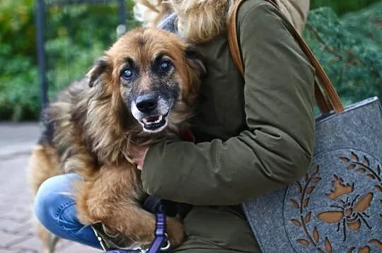 Hugo - nakolankowy owczarek do pokochania, Mazowieckie, Warszawa