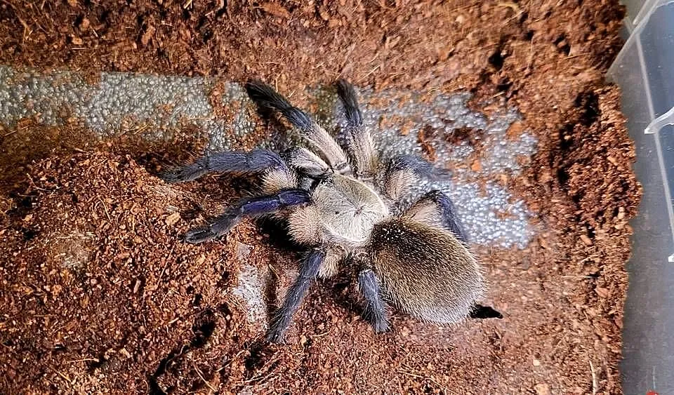 M. balfouri samiczka 4,5DC, Małopolskie, Tarnów