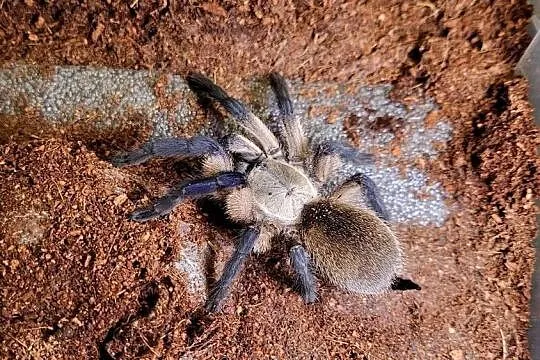 M. balfouri samiczka 4,5DC, Małopolskie, Tarnów