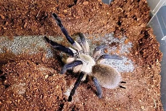 M. balfouri samiczka 4,5DC, Małopolskie, Tarnów