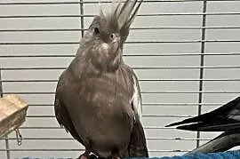 Papugi nimfy
