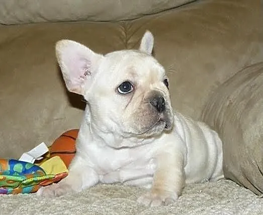 Buldog francuski puppy na sprzedaż