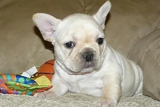 Buldog francuski puppy na sprzedaż