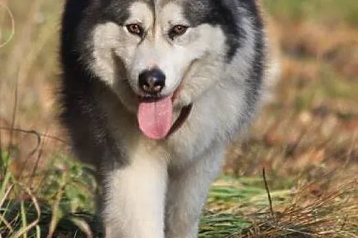Dejla piękna suczka alaskan malamute szuka domu!, 