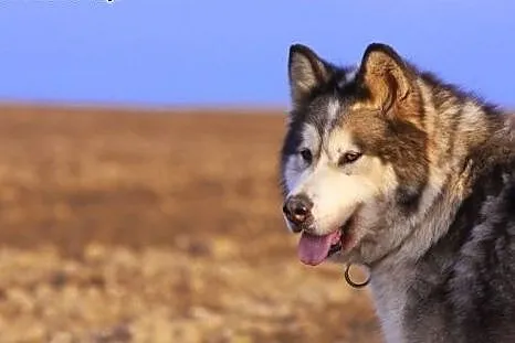 Dejla piękna suczka alaskan malamute szuka domu!, 