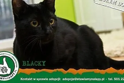Blacky. Fundacja Stawiamy Na Łapy,  małopolskie Kraków