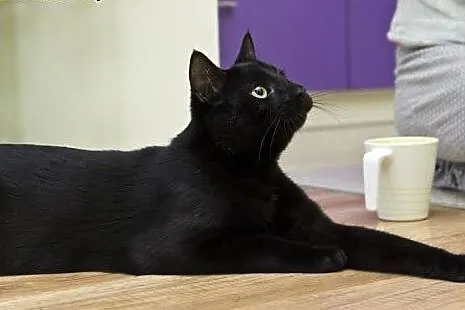 Blacky. Fundacja Stawiamy Na Łapy,  małopolskie Kr