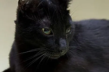 Blacky. Fundacja Stawiamy Na Łapy,  małopolskie Kr