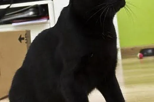 Blacky. Fundacja Stawiamy Na Łapy,  małopolskie Kr