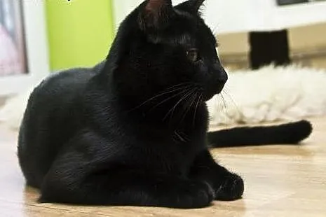 Blacky. Fundacja Stawiamy Na Łapy,  małopolskie Kr