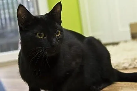 Blacky. Fundacja Stawiamy Na Łapy,  małopolskie Kr