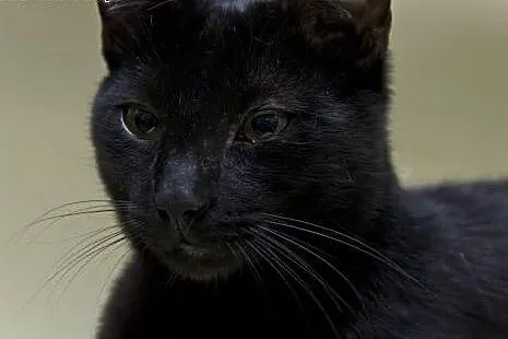 Blacky. Fundacja Stawiamy Na Łapy,  małopolskie Kr