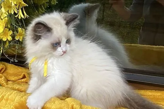 Kotki ragdoll gotowe do wydania FPL, Śląskie, Katowice