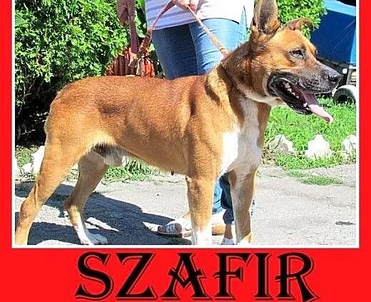 Amstaff mix,aktywny,przyjazny pies SZAFIR wpada a
