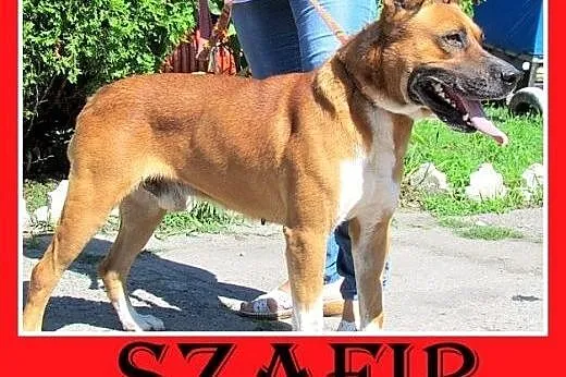 Amstaff mix,aktywny,przyjazny pies SZAFIR wpada  a